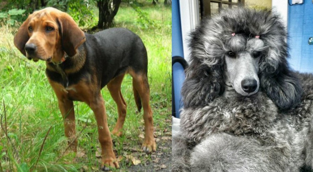 Standard Poodle vs Polish Hound - Breed Comparison