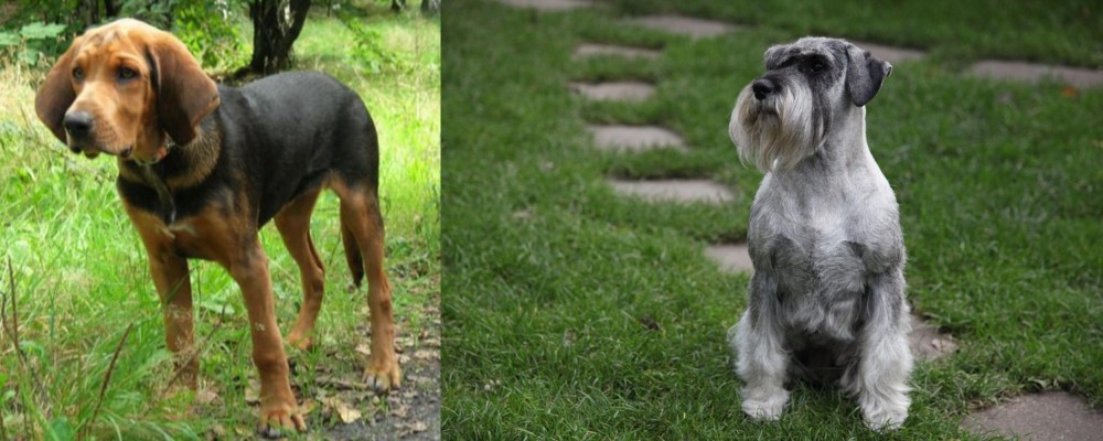 Standard Schnauzer vs Polish Hound - Breed Comparison