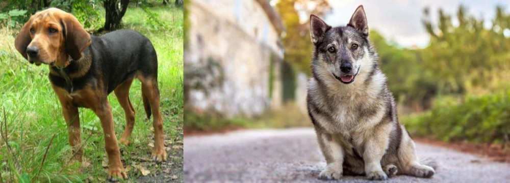 Swedish Vallhund vs Polish Hound - Breed Comparison