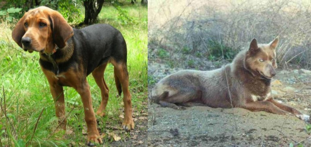 Tahltan Bear Dog vs Polish Hound - Breed Comparison