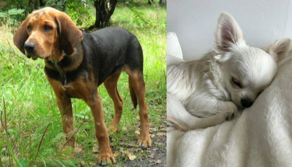 Tea Cup Chihuahua vs Polish Hound - Breed Comparison