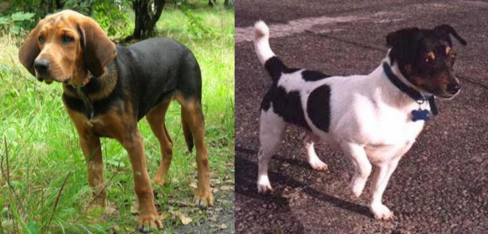 Teddy Roosevelt Terrier vs Polish Hound - Breed Comparison