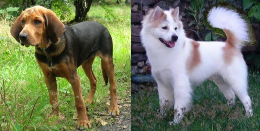 Thai Bangkaew vs Polish Hound - Breed Comparison