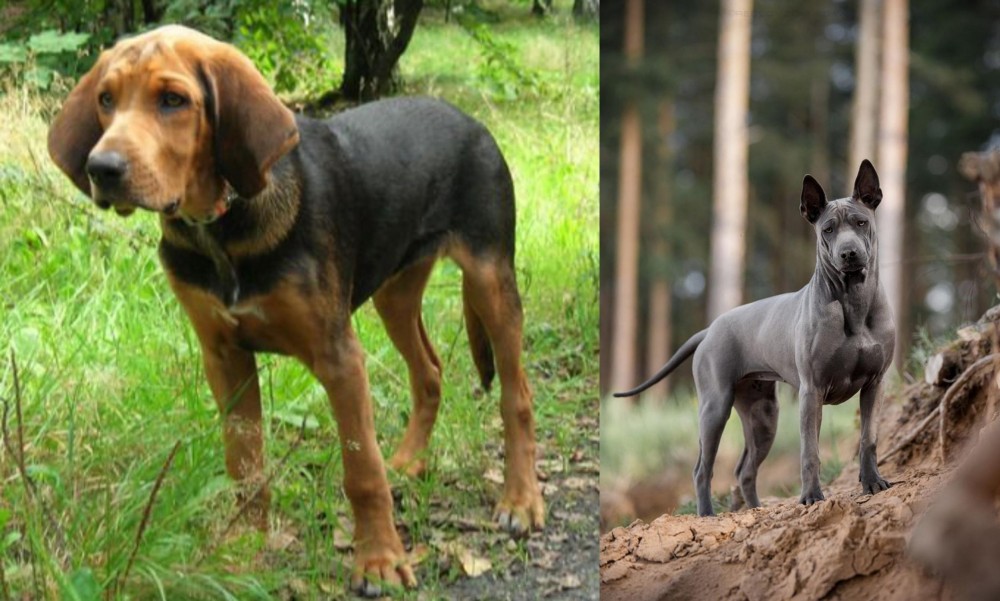 Thai Ridgeback vs Polish Hound - Breed Comparison