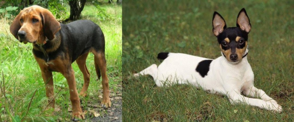 Toy Fox Terrier vs Polish Hound - Breed Comparison