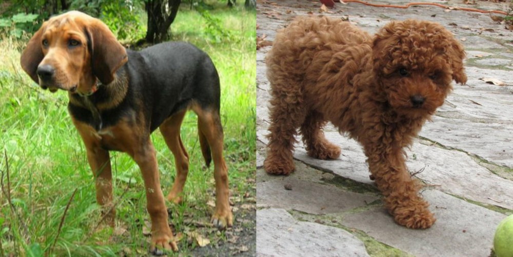 Toy Poodle vs Polish Hound - Breed Comparison