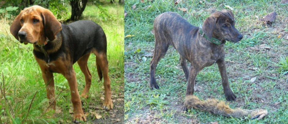 Treeing Cur vs Polish Hound - Breed Comparison