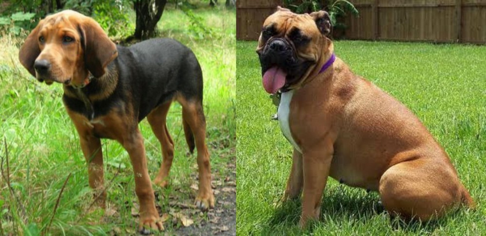 Valley Bulldog vs Polish Hound - Breed Comparison