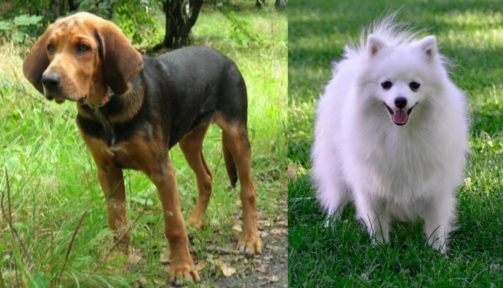 Volpino Italiano vs Polish Hound - Breed Comparison