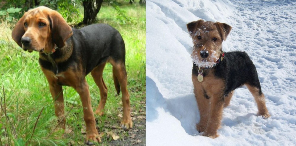 Welsh Terrier vs Polish Hound - Breed Comparison