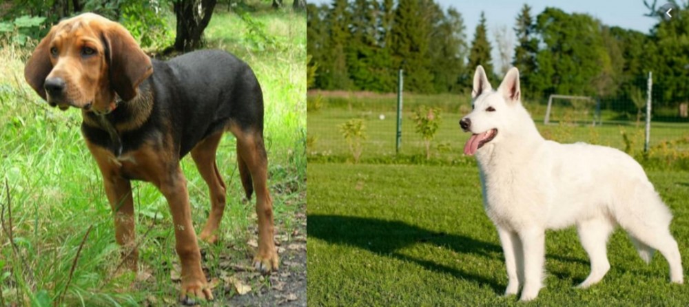 White Shepherd vs Polish Hound - Breed Comparison