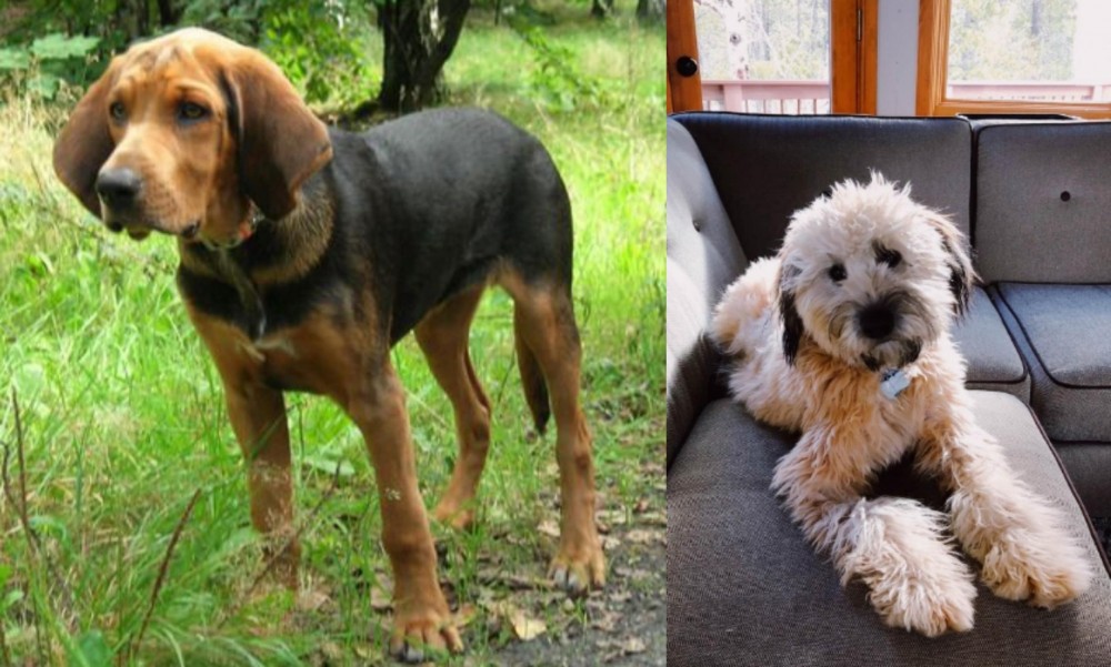 Whoodles vs Polish Hound - Breed Comparison