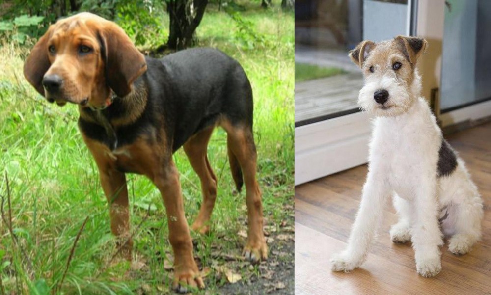 Wire Fox Terrier vs Polish Hound - Breed Comparison