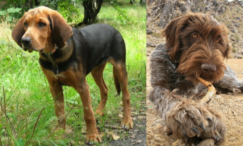 Wirehaired Pointing Griffon vs Polish Hound - Breed Comparison