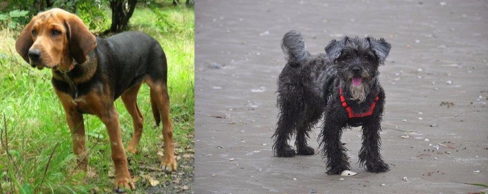 YorkiePoo vs Polish Hound - Breed Comparison