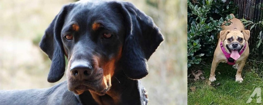 Beabull vs Polish Hunting Dog - Breed Comparison