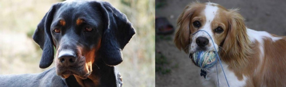 Cockalier vs Polish Hunting Dog - Breed Comparison