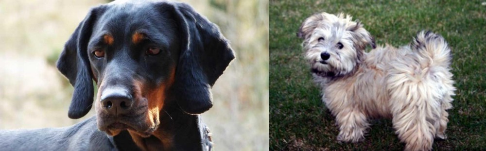 Havapoo vs Polish Hunting Dog - Breed Comparison