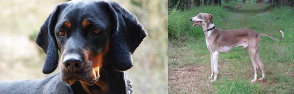 Mudhol Hound vs Polish Hunting Dog - Breed Comparison