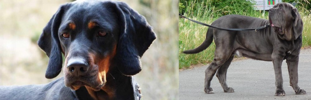 Neapolitan Mastiff vs Polish Hunting Dog - Breed Comparison