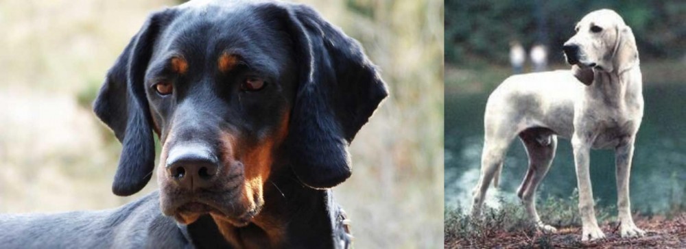 Porcelaine vs Polish Hunting Dog - Breed Comparison