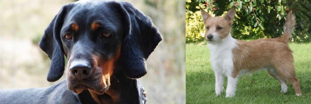 Portuguese Podengo vs Polish Hunting Dog - Breed Comparison