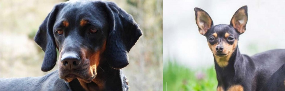 Prazsky Krysarik vs Polish Hunting Dog - Breed Comparison
