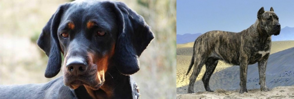 Presa Canario vs Polish Hunting Dog - Breed Comparison
