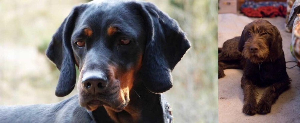 Pudelpointer vs Polish Hunting Dog - Breed Comparison