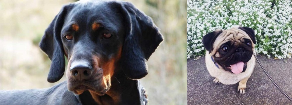 Pug vs Polish Hunting Dog - Breed Comparison