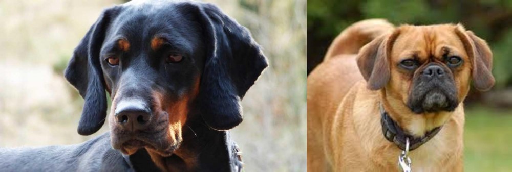 Pugalier vs Polish Hunting Dog - Breed Comparison