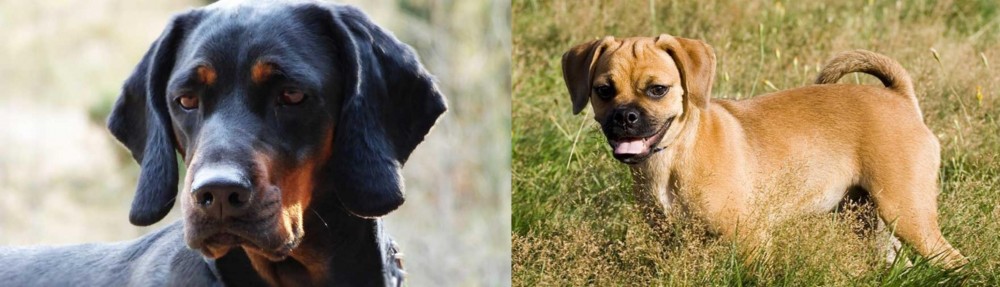 Puggle vs Polish Hunting Dog - Breed Comparison