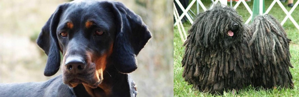 Puli vs Polish Hunting Dog - Breed Comparison