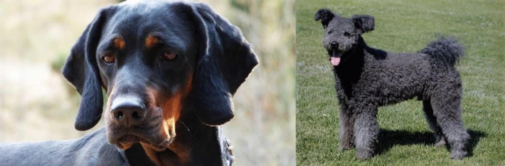 Pumi vs Polish Hunting Dog - Breed Comparison