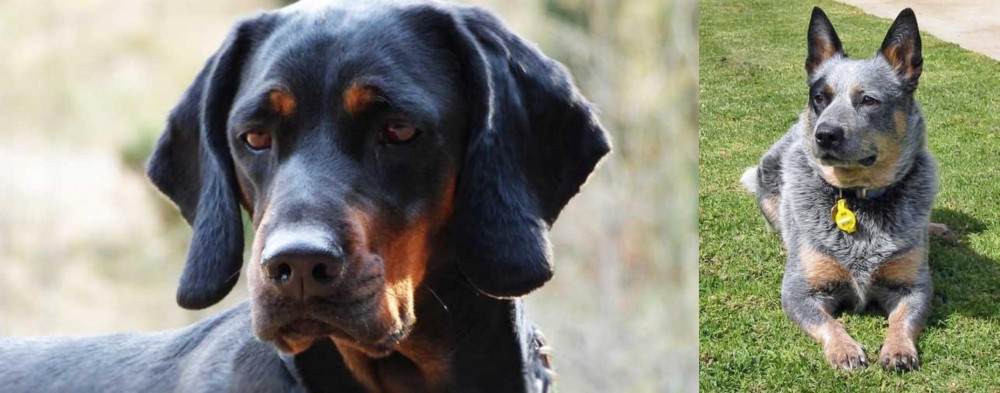 Queensland Heeler vs Polish Hunting Dog - Breed Comparison