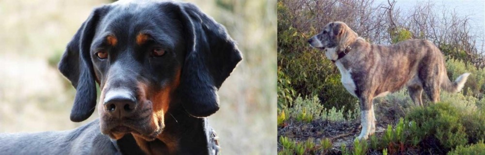 Rafeiro do Alentejo vs Polish Hunting Dog - Breed Comparison