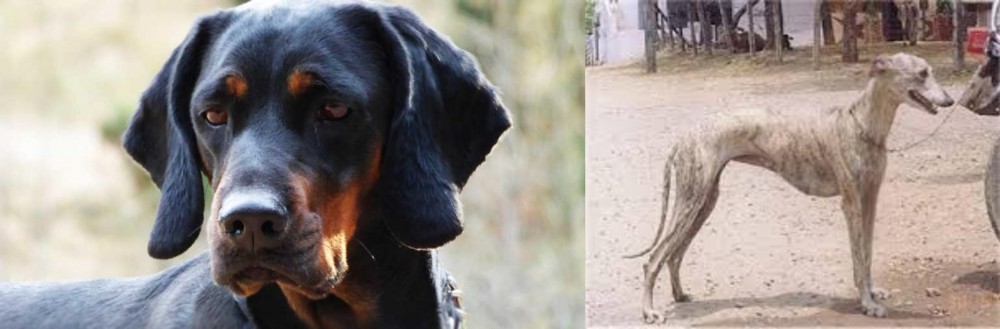 Rampur Greyhound vs Polish Hunting Dog - Breed Comparison