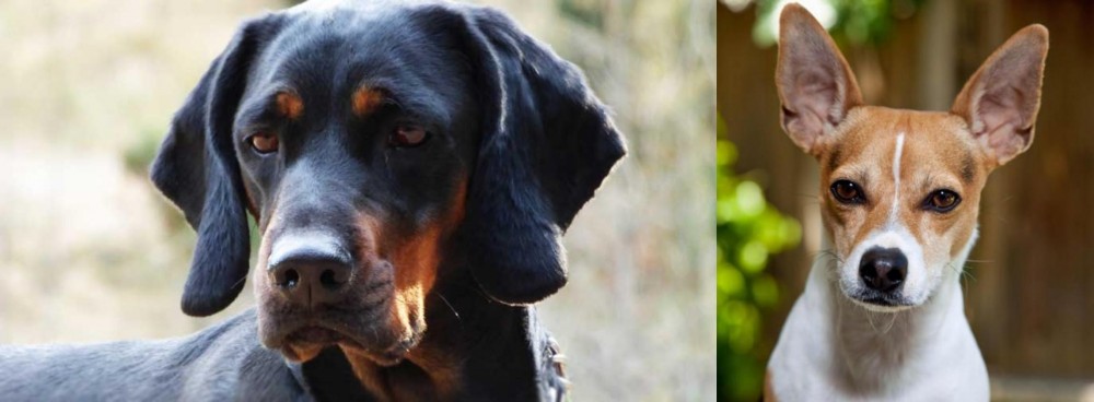 Rat Terrier vs Polish Hunting Dog - Breed Comparison