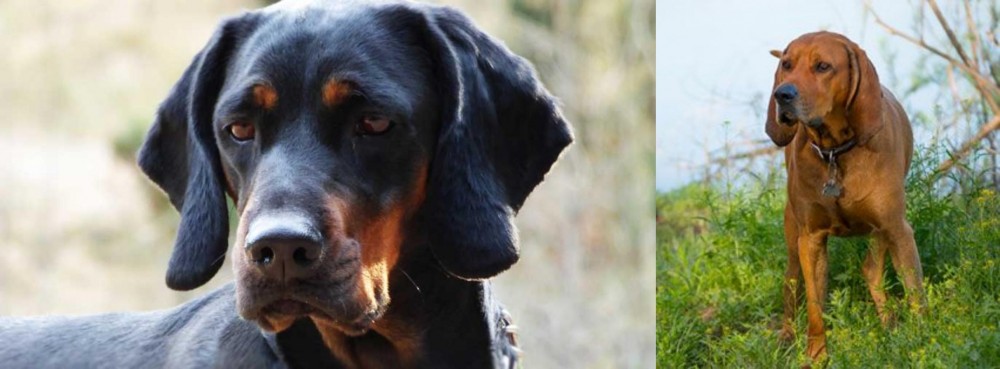 Redbone Coonhound vs Polish Hunting Dog - Breed Comparison