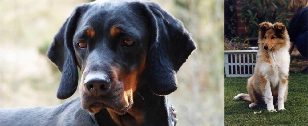 Rough Collie vs Polish Hunting Dog - Breed Comparison