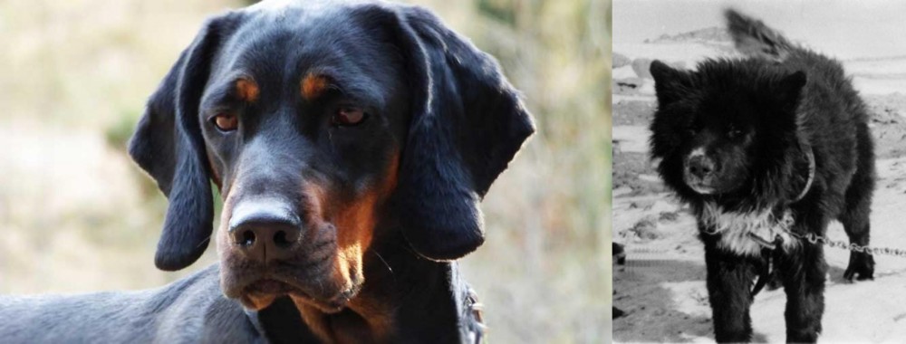 Sakhalin Husky vs Polish Hunting Dog - Breed Comparison
