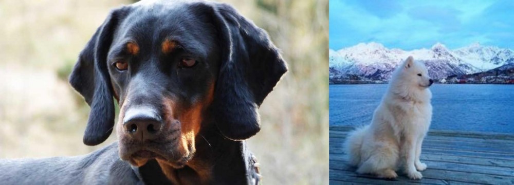Samoyed vs Polish Hunting Dog - Breed Comparison
