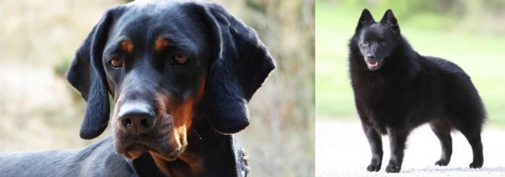 Schipperke vs Polish Hunting Dog - Breed Comparison
