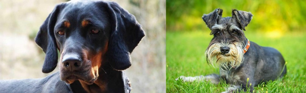 Schnauzer vs Polish Hunting Dog - Breed Comparison