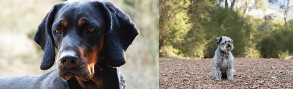 Schnoodle vs Polish Hunting Dog - Breed Comparison