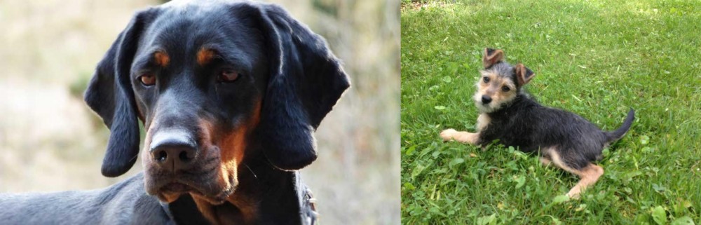 Schnorkie vs Polish Hunting Dog - Breed Comparison