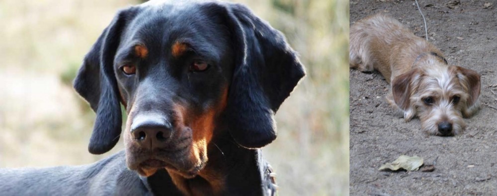 Schweenie vs Polish Hunting Dog - Breed Comparison
