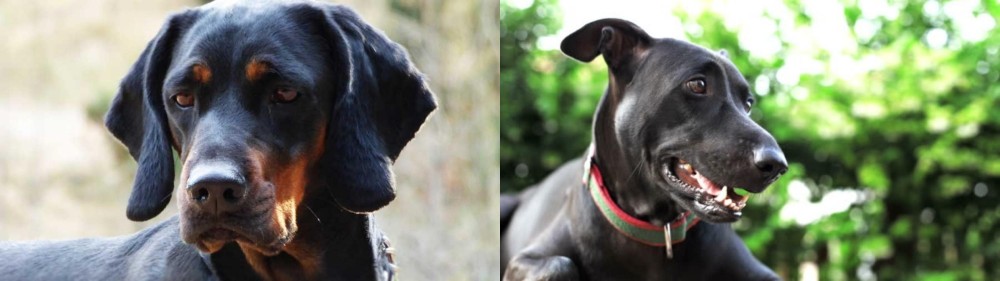 Shepard Labrador vs Polish Hunting Dog - Breed Comparison