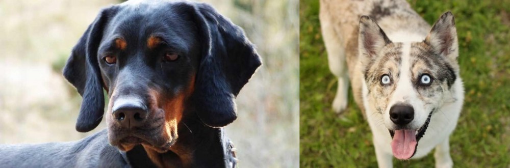 Shepherd Husky vs Polish Hunting Dog - Breed Comparison