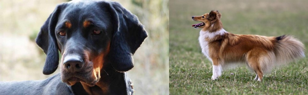 Shetland Sheepdog vs Polish Hunting Dog - Breed Comparison
